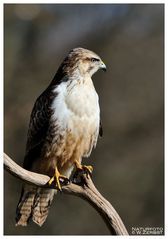 -- Mäusebussard -- ( Buteo buteo )