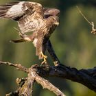 Mäusebussard / Buteo Buteo