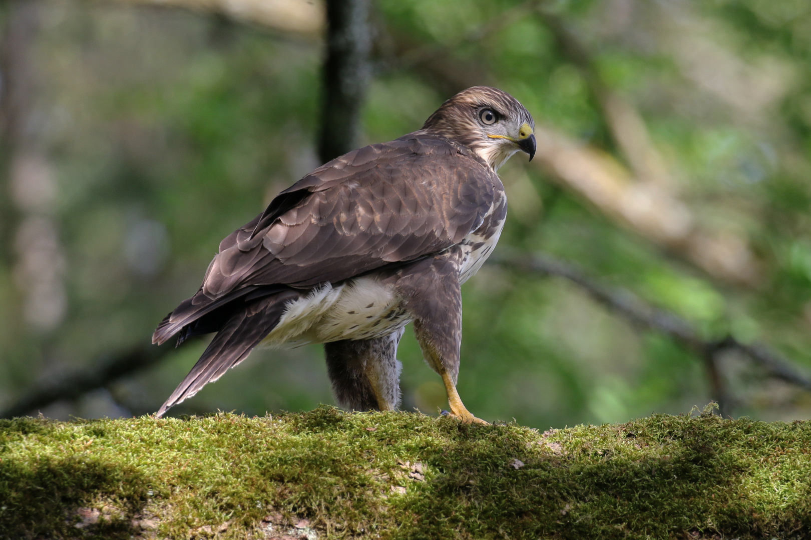 Mäusebussard ( Buteo buteo )