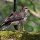 Mäusebussard ( Buteo buteo )