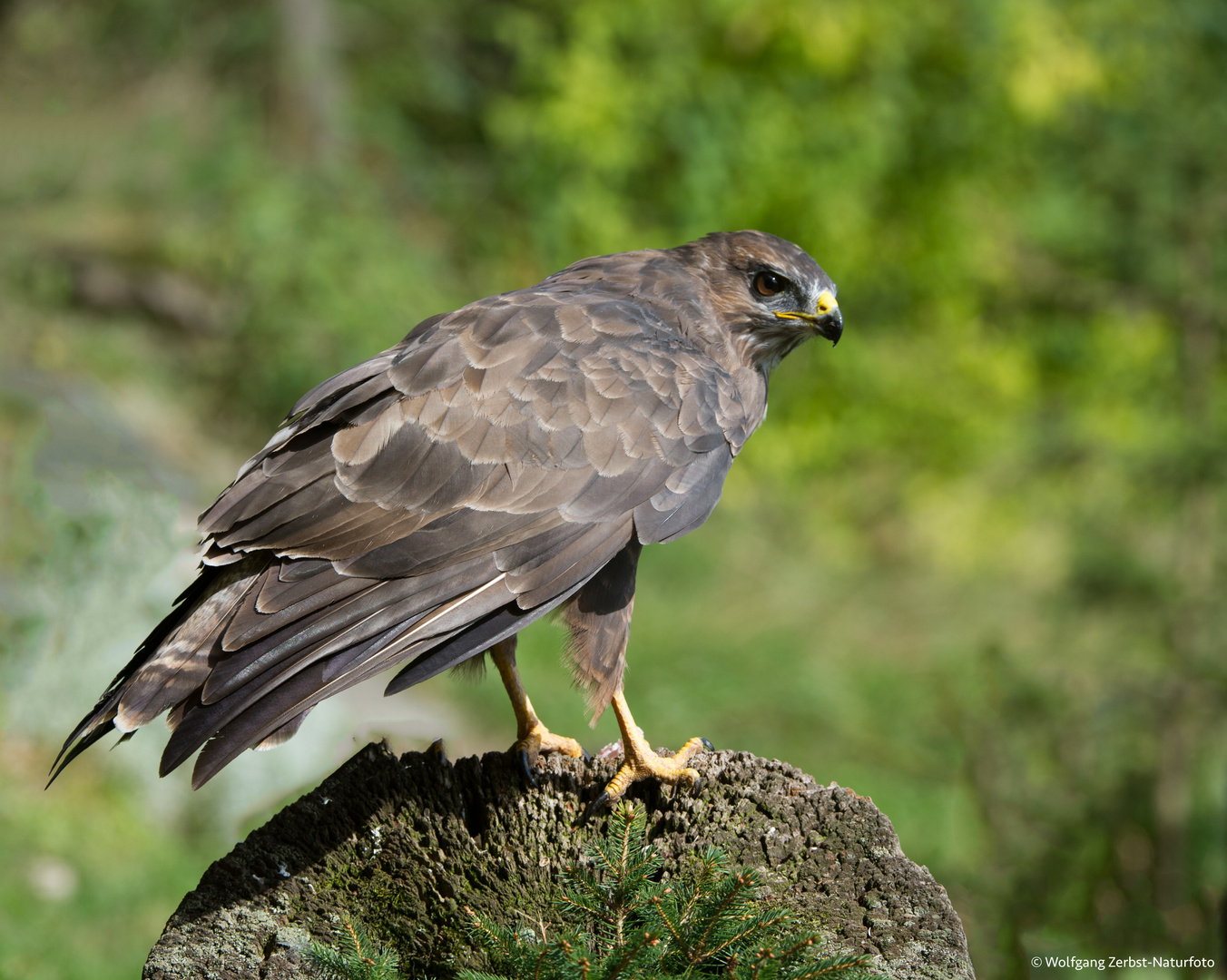 --- Mäusebussard ---  ( Buteo buteo )