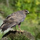 --- Mäusebussard ---  ( Buteo buteo )