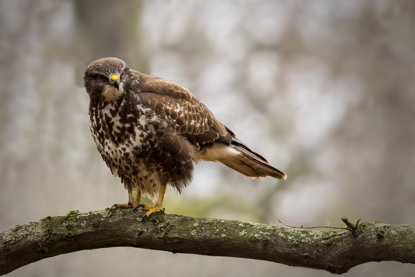 Mäusebussard (Buteo buteo)  