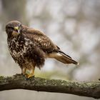 Mäusebussard (Buteo buteo)  