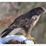 - Mäusebussard - ( Buteo buteo )