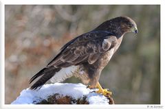 - Mäusebussard - ( Buteo buteo )