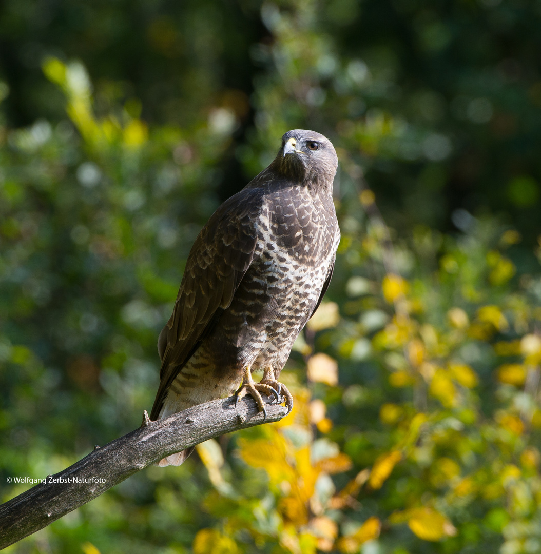 --- Mäusebussard ---        (Buteo buteo )