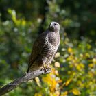 --- Mäusebussard ---        (Buteo buteo )