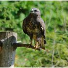 --- Mäusebussard --- ( Buteo buteo )