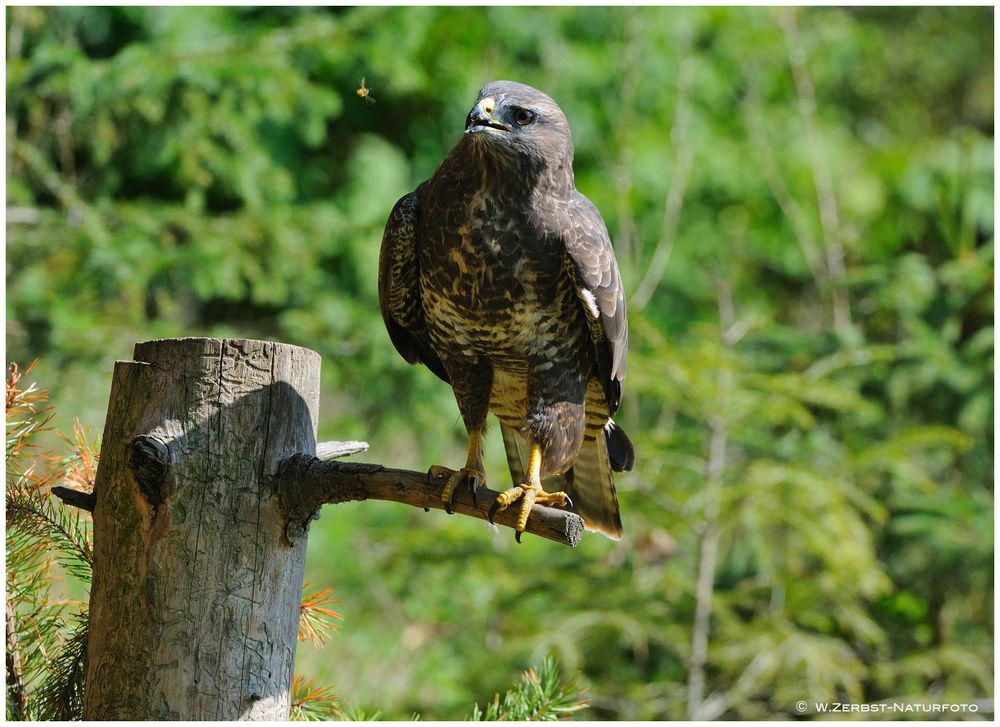 --- Mäusebussard --- ( Buteo buteo )