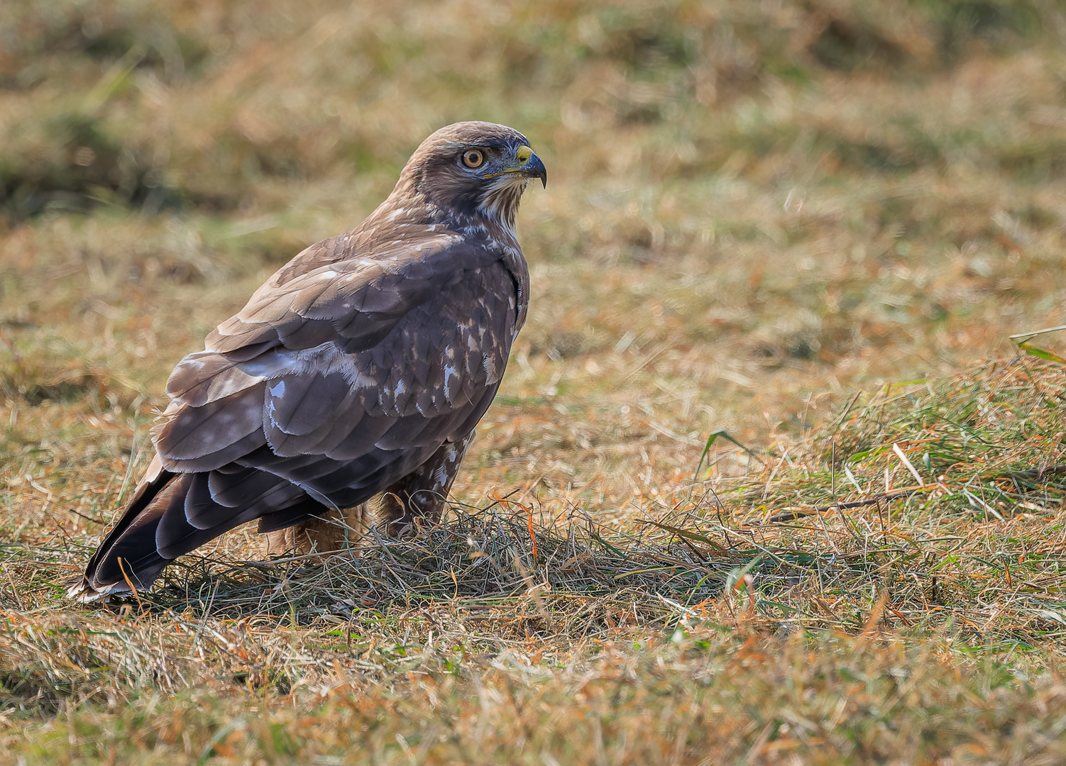 Mäusebussard (Buteo buteo)