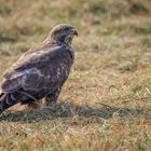 Mäusebussard (Buteo buteo)