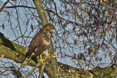 Mäusebussard - Buteo buteo ...