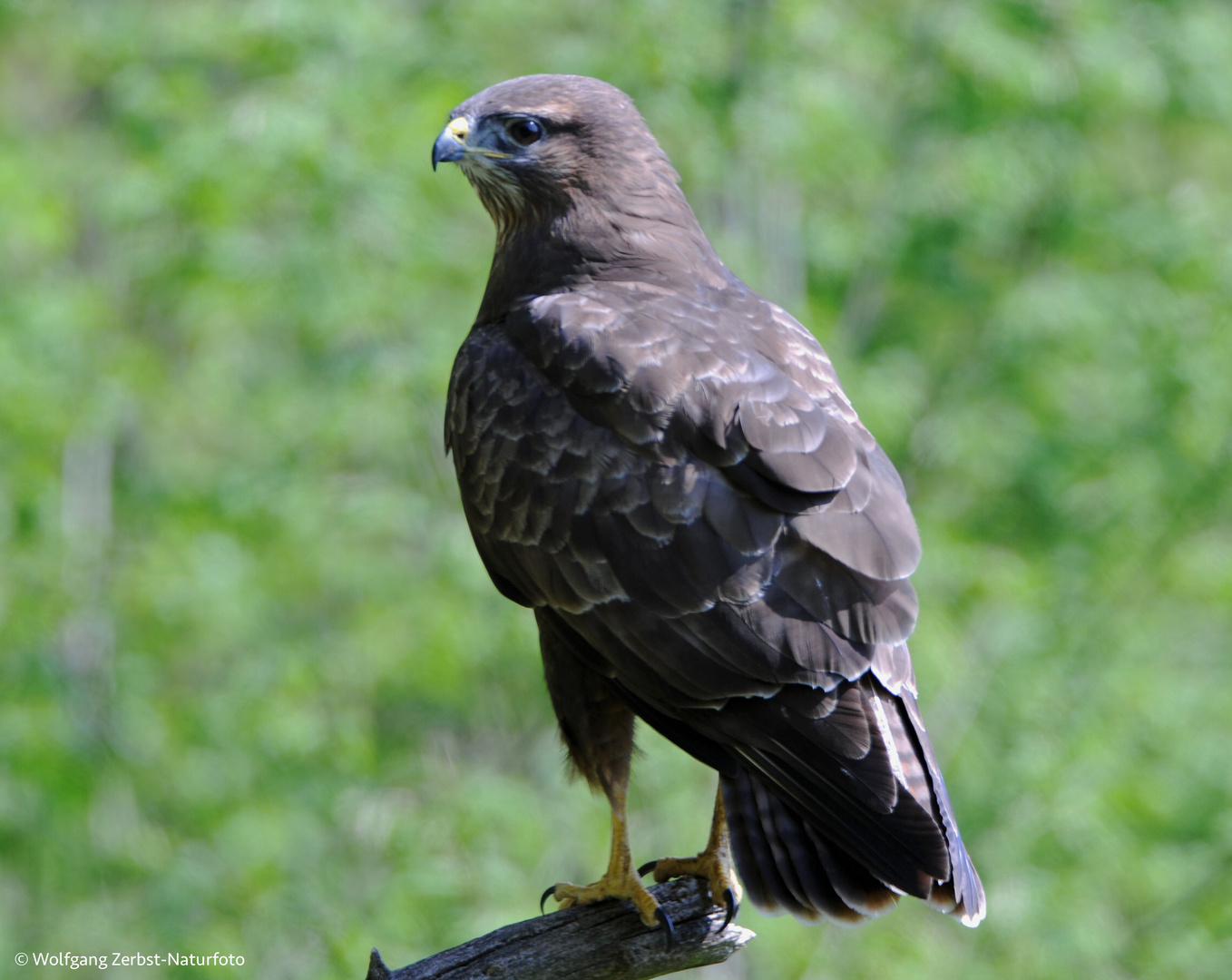 --- Mäusebussard ---   ( Buteo buteo )