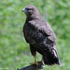 --- Mäusebussard ---   ( Buteo buteo )