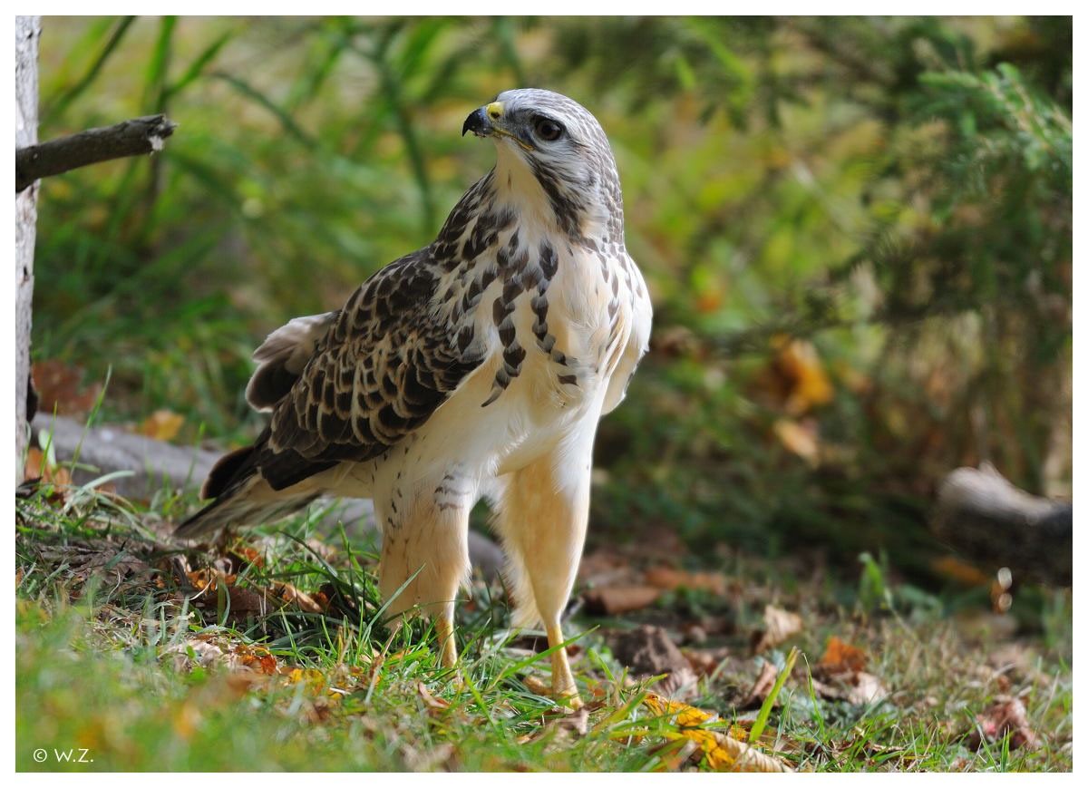 ---- Mäusebussard ---- ( Buteo buteo )