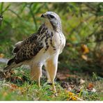 ---- Mäusebussard ---- ( Buteo buteo )