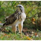 ---- Mäusebussard ---- ( Buteo buteo )