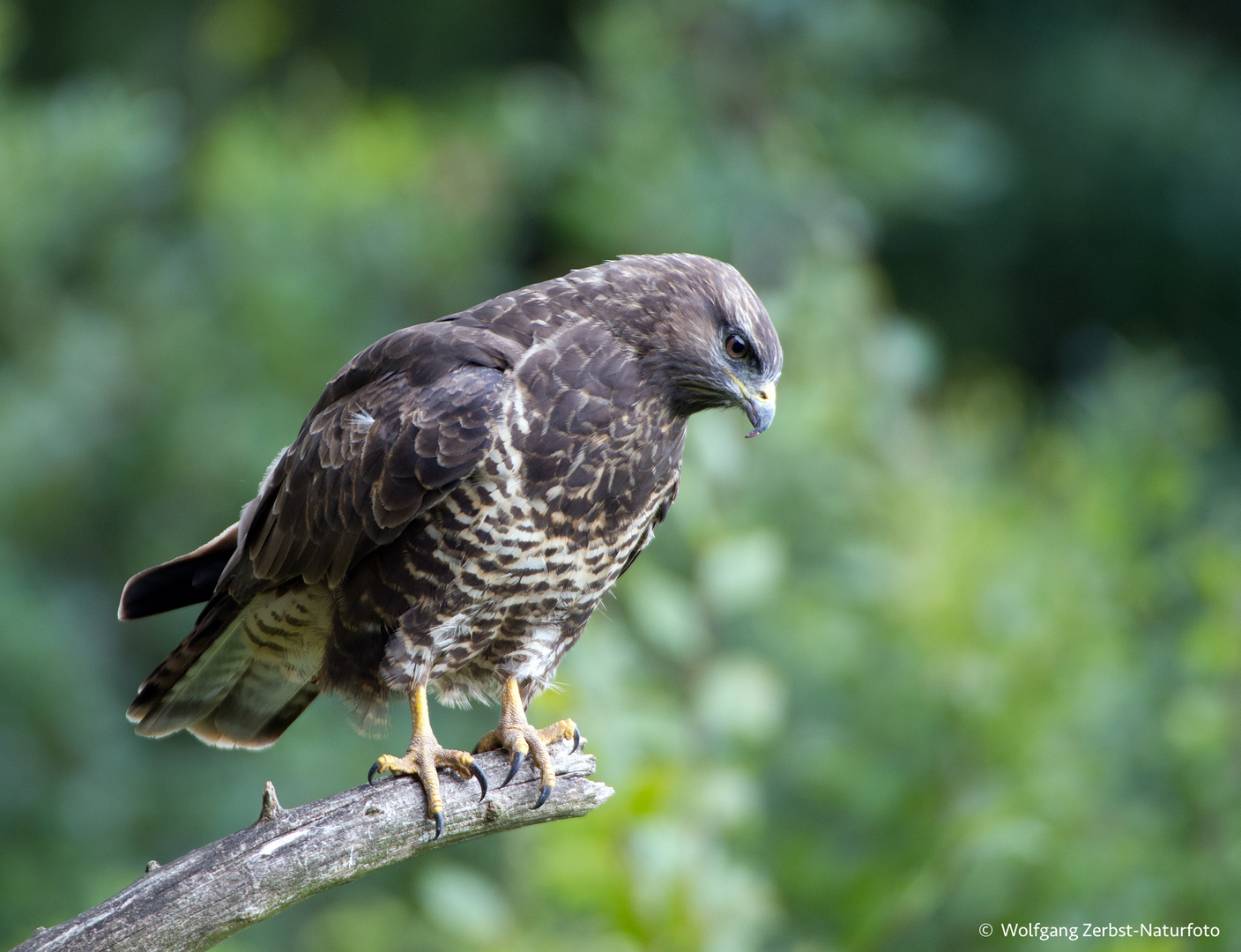   - Mäusebussard -  ( Buteo buteo )