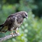   - Mäusebussard -  ( Buteo buteo )