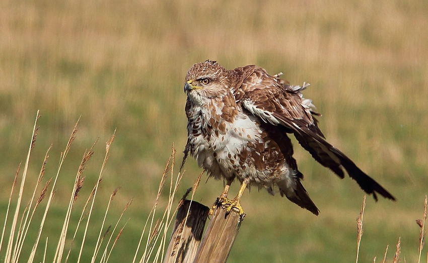 Mäusebussard (Buteo buteo)