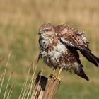 Mäusebussard (Buteo buteo)