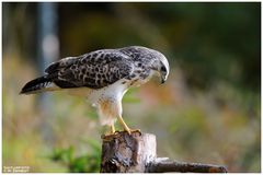 - Mäusebussard - ( Buteo buteo )