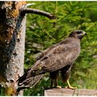 - Mäusebussard - ( Buteo buteo )