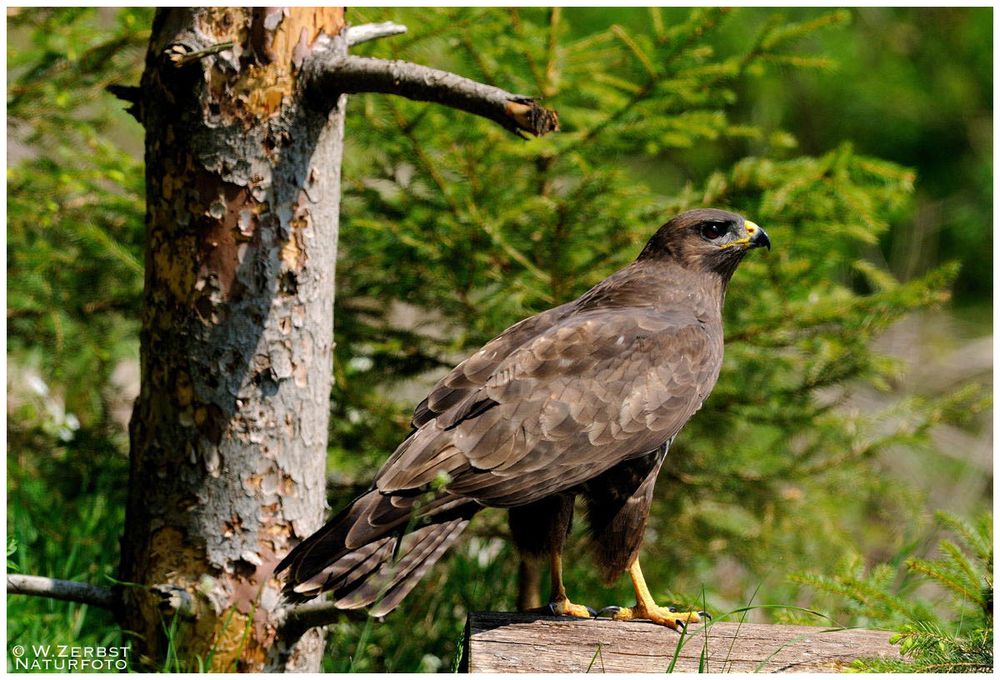 - Mäusebussard - ( Buteo buteo )