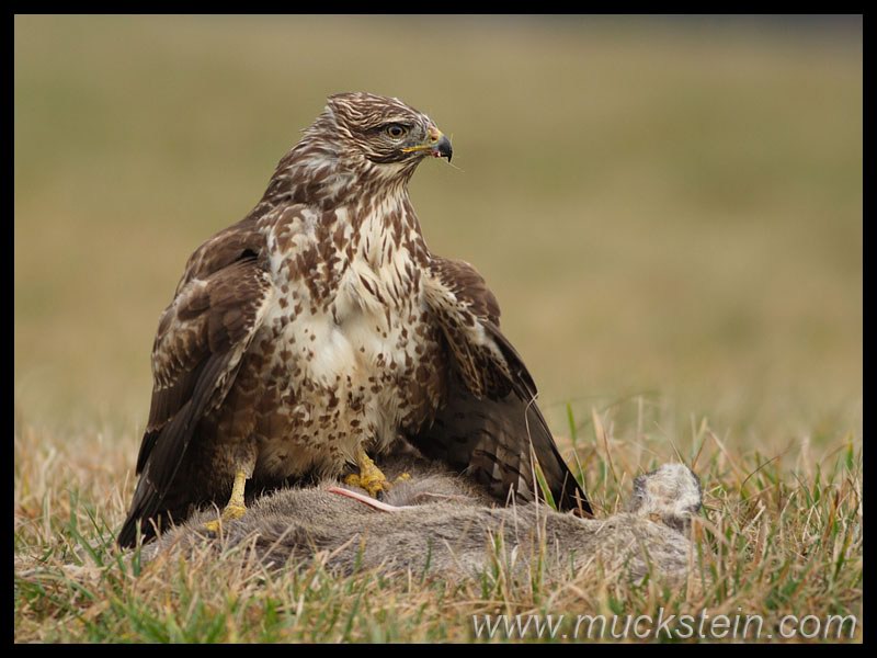 Mäusebussard - Buteo buteo