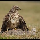 Mäusebussard - Buteo buteo