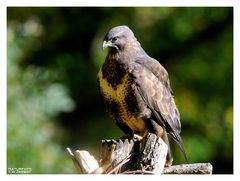 -- Mäusebussard -- ( Buteo buteo )