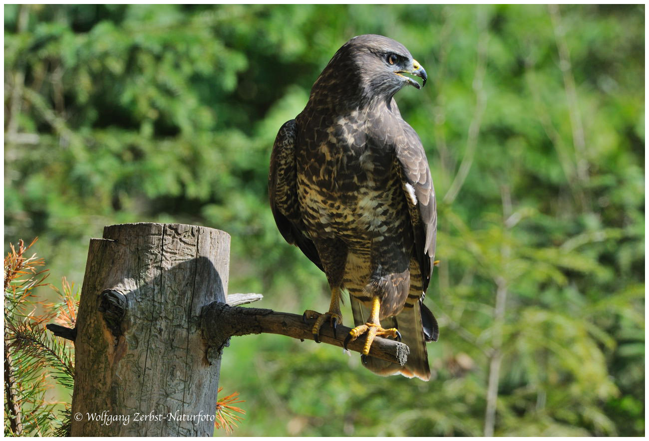 --- Mäusebussard --- ( Buteo buteo )