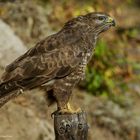   -MÄUSEBUSSARD - ( Buteo buteo )