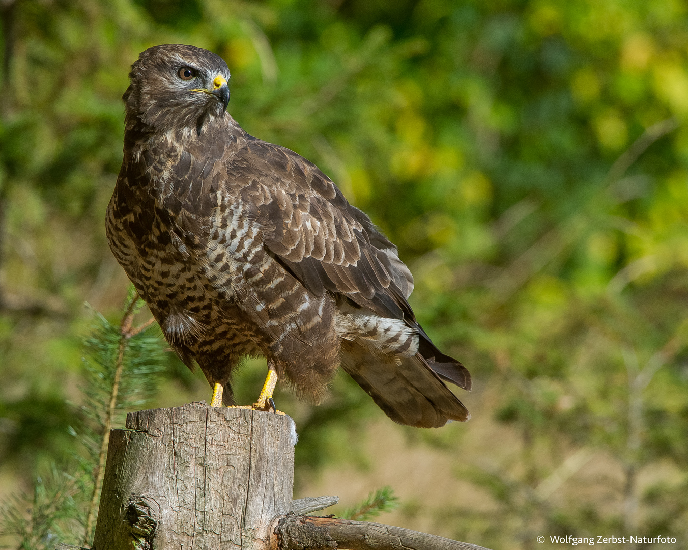 -- Mäusebussard --  ( Buteo buteo )