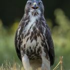 Mäusebussard (Buteo buteo)