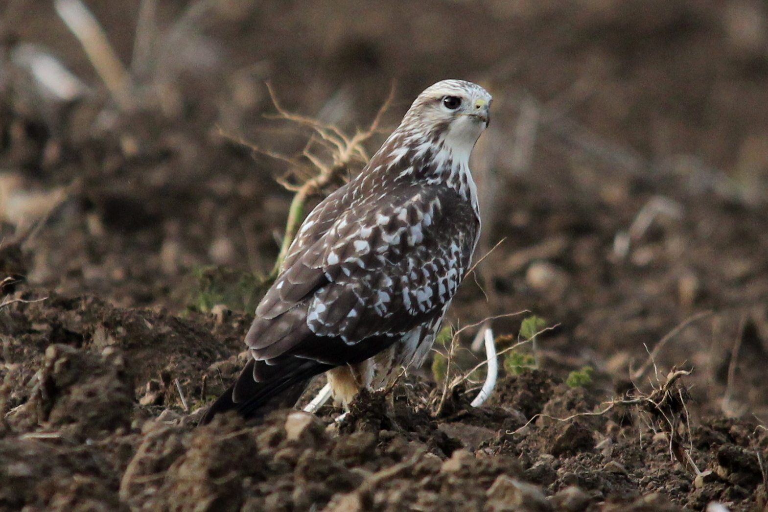 Mäusebussard (Buteo buteo)