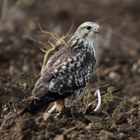 Mäusebussard (Buteo buteo)