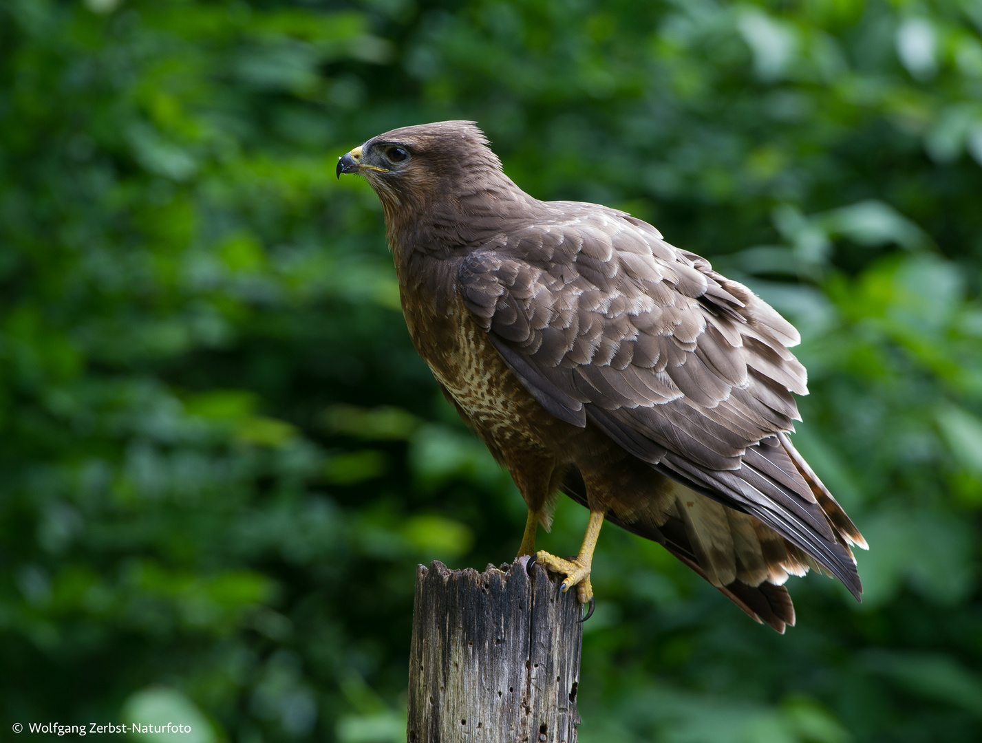 --- Mäusebussard  ---  ( Buteo buteo )