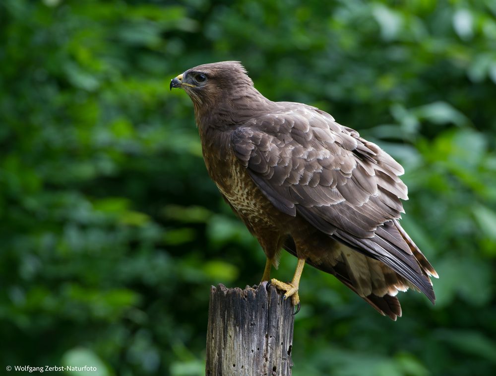 Mäusebussard --- ( Buteo buteo ) Foto & Bild | fotos, winter, frühling ... Buteo Buteo