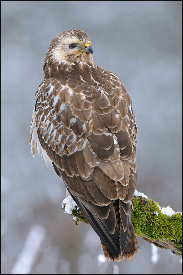 Mäusebussard (Buteo buteo)