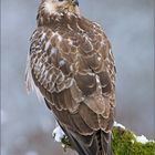 Mäusebussard (Buteo buteo)