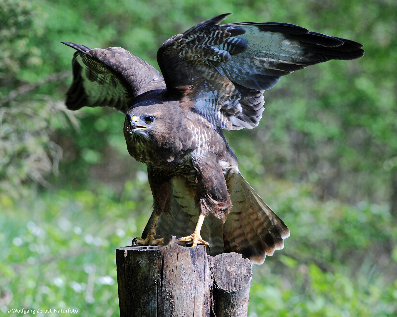 --- Mäusebussard ---   ( Buteo buteo )