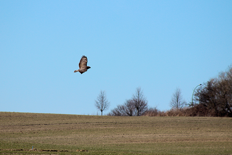 Mäusebussard (Buteo buteo)