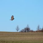 Mäusebussard (Buteo buteo)