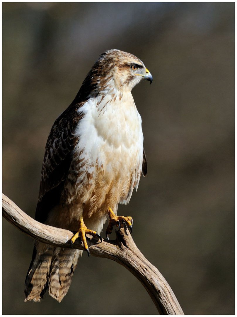 ---- Mäusebussard ------ ( Buteo buteo )