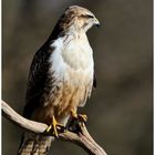 ---- Mäusebussard ------ ( Buteo buteo )