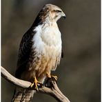 ---- Mäusebussard ------ ( Buteo buteo )