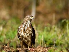 Mäusebussard - Buteo buteo