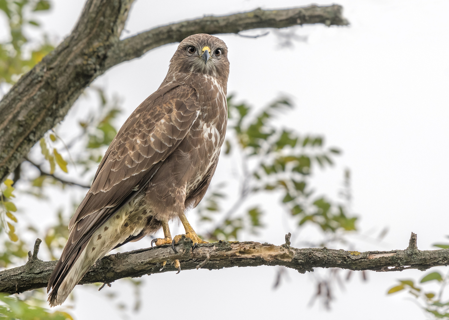 Mäusebussard (Buteo buteo)